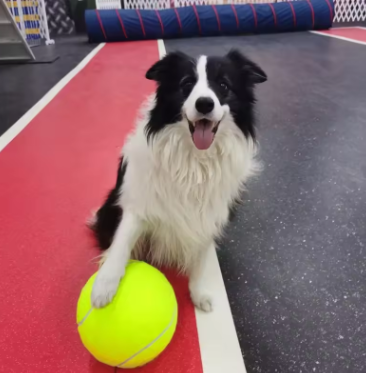 Pet Oversized Ball Toy