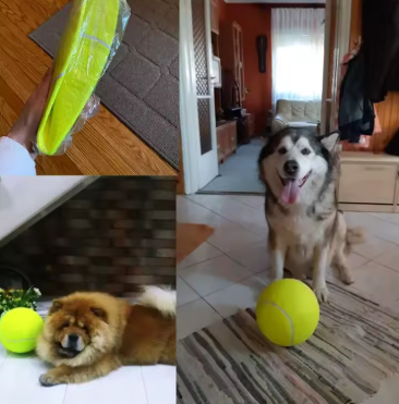 Pet Oversized Ball Toy